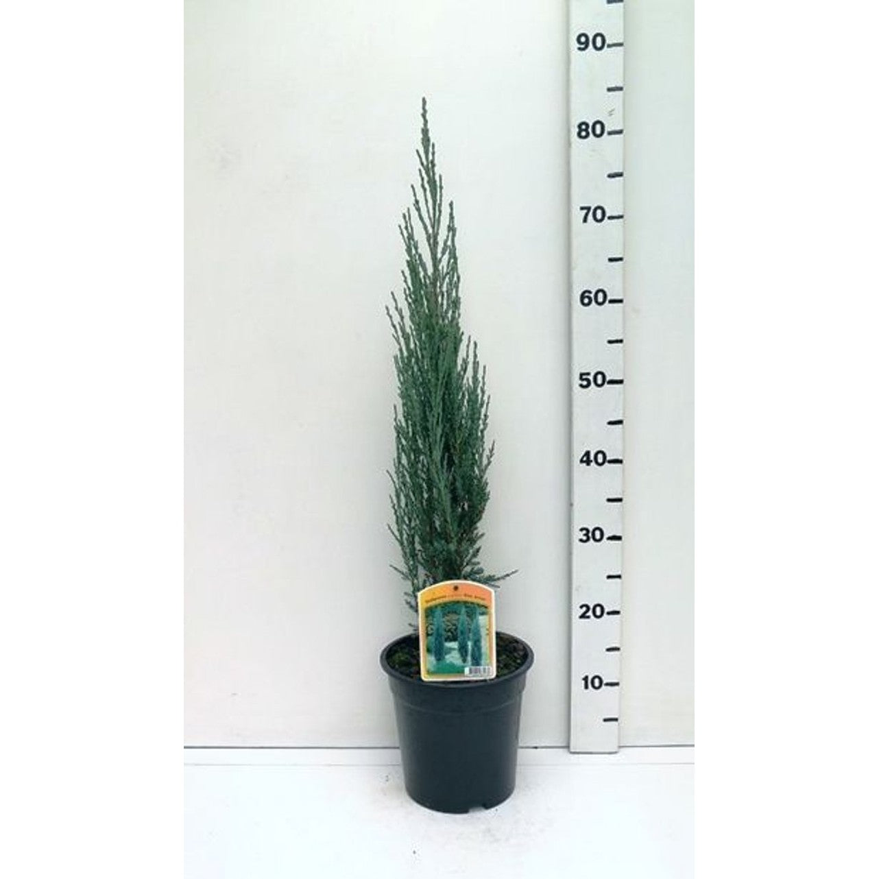 Sabina-en – Juniperus sabina 'Blue Arrow' - C3 50-60 CM
